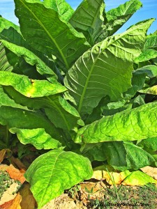 burley-tobacco-plant