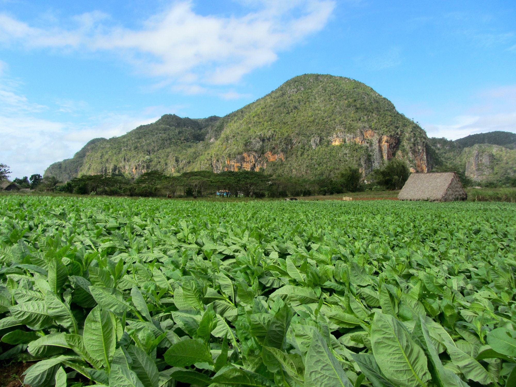 Tobacco fields, vinales, Cuba, tourism, farming, tropical